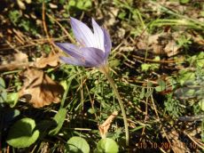 Crocus-speciosus_латерально